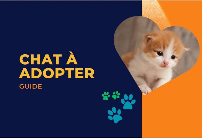 Chat à Adopter